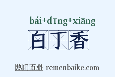 白丁香是什么意思的图片